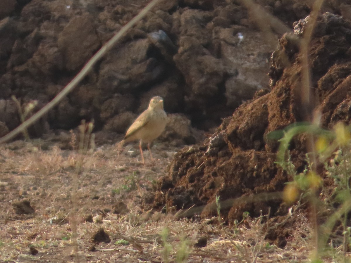 linduška lesní - ML646393730