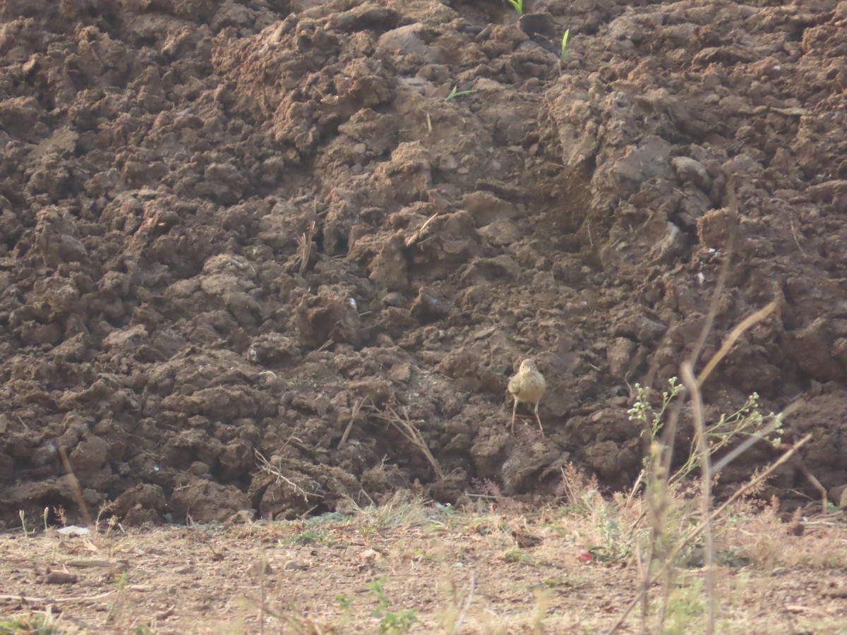 linduška lesní - ML646393731