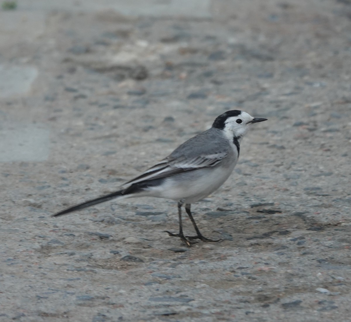 konipas bílý - ML646393733