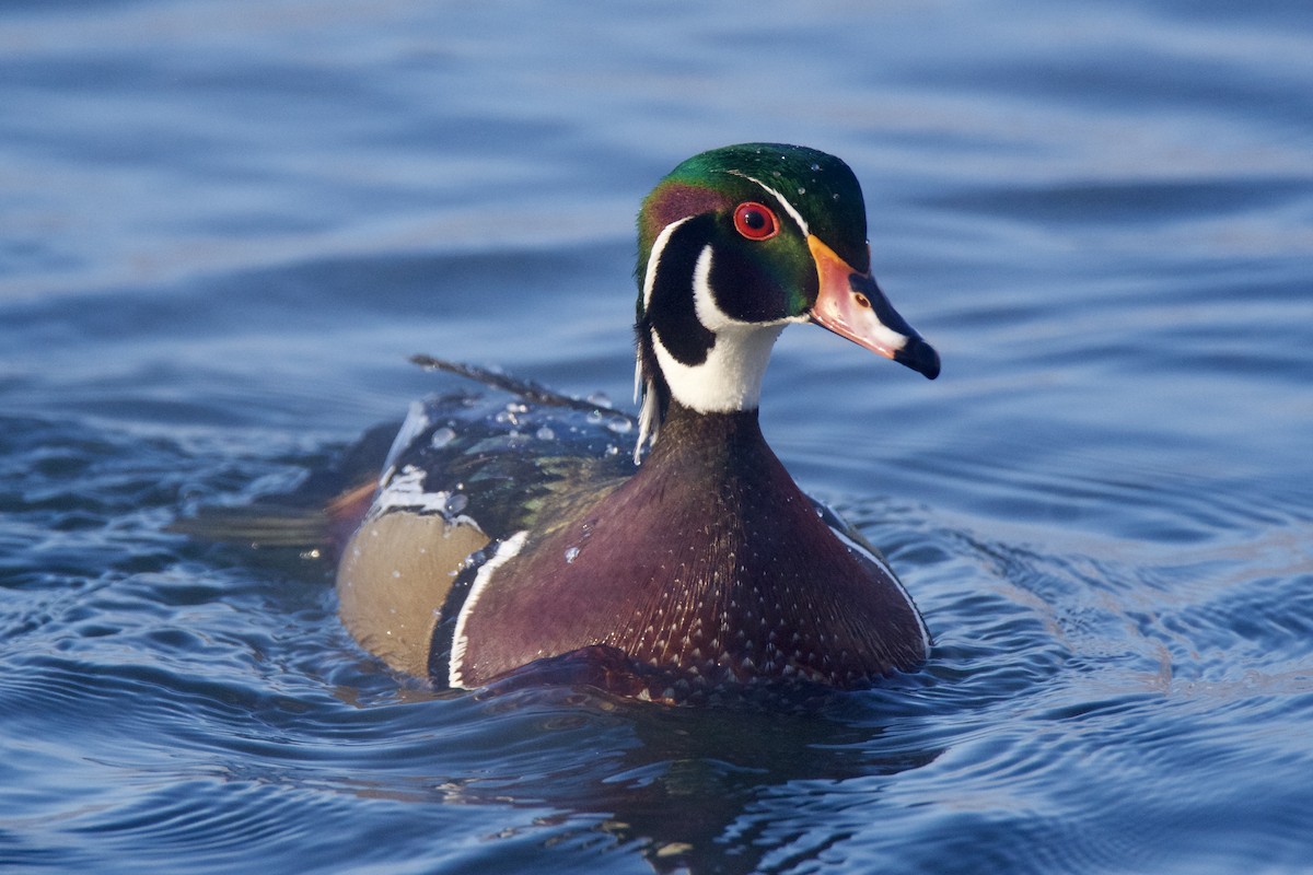 kachnička karolínská - ML646393735