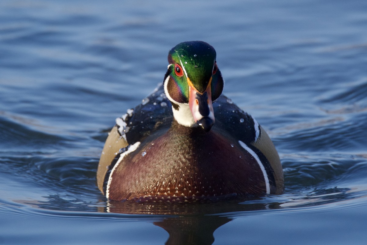 kachnička karolínská - ML646393736