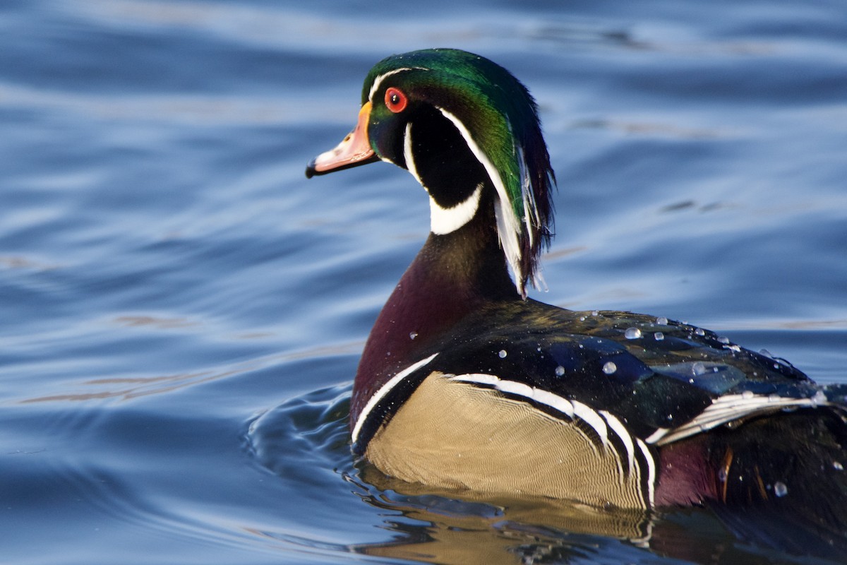 kachnička karolínská - ML646393737