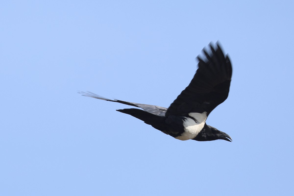 Schildrabe - ML646393741