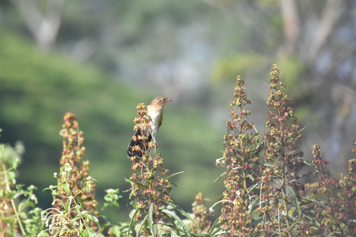 Lesser Coucal - ML646393742