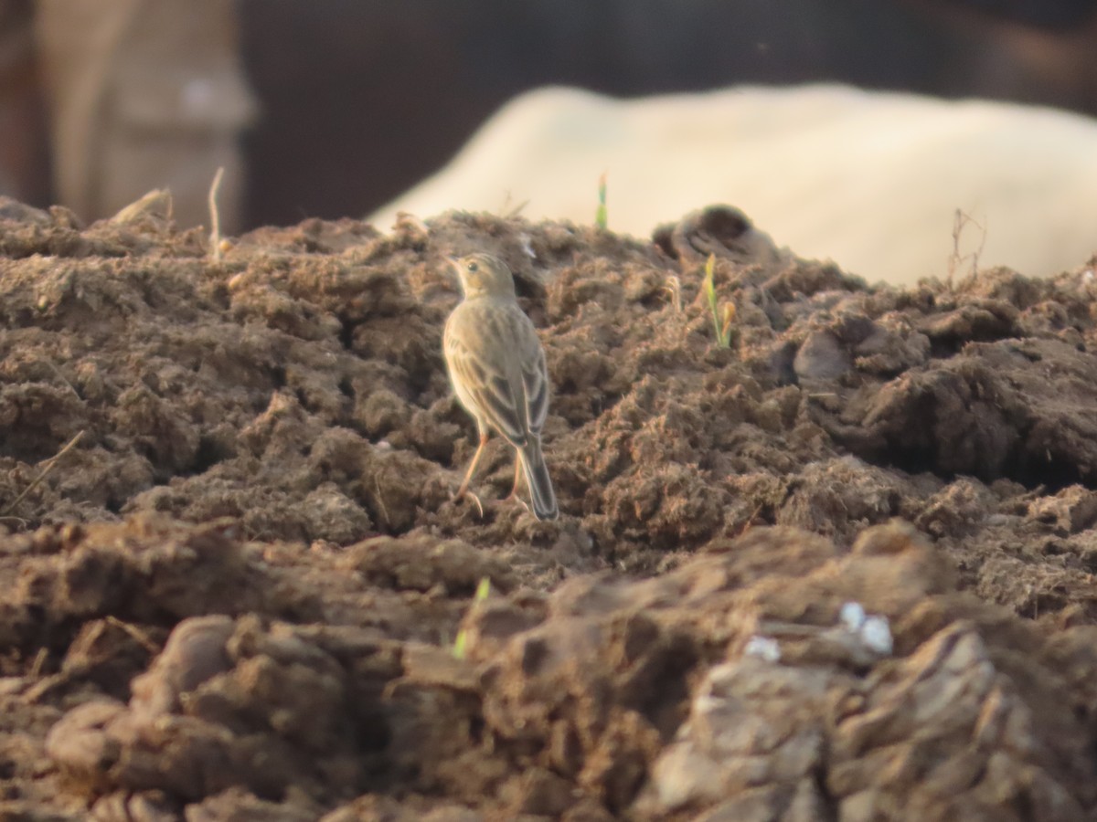 linduška lesní - ML646393745