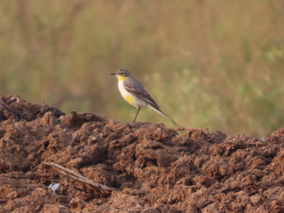 linduška lesní - ML646393746