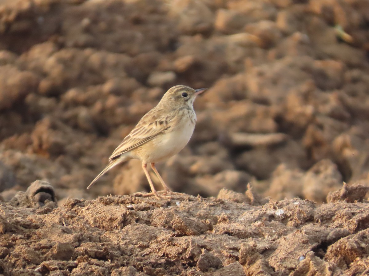 linduška lesní - ML646393749