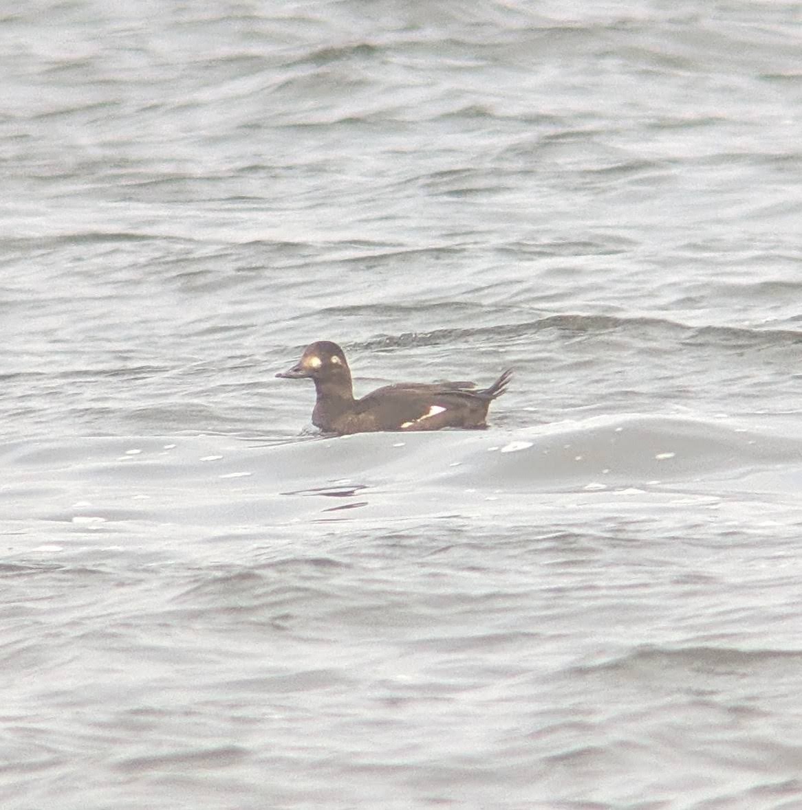 sjøorre - ML646393750