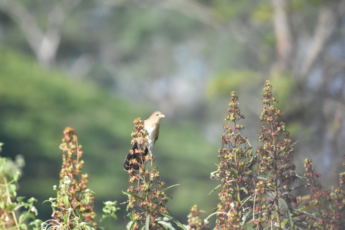 Lesser Coucal - ML646393755