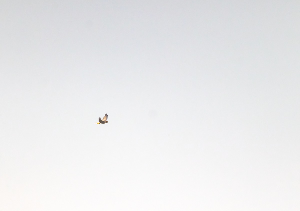 Peregrine Falcon - ML646393758