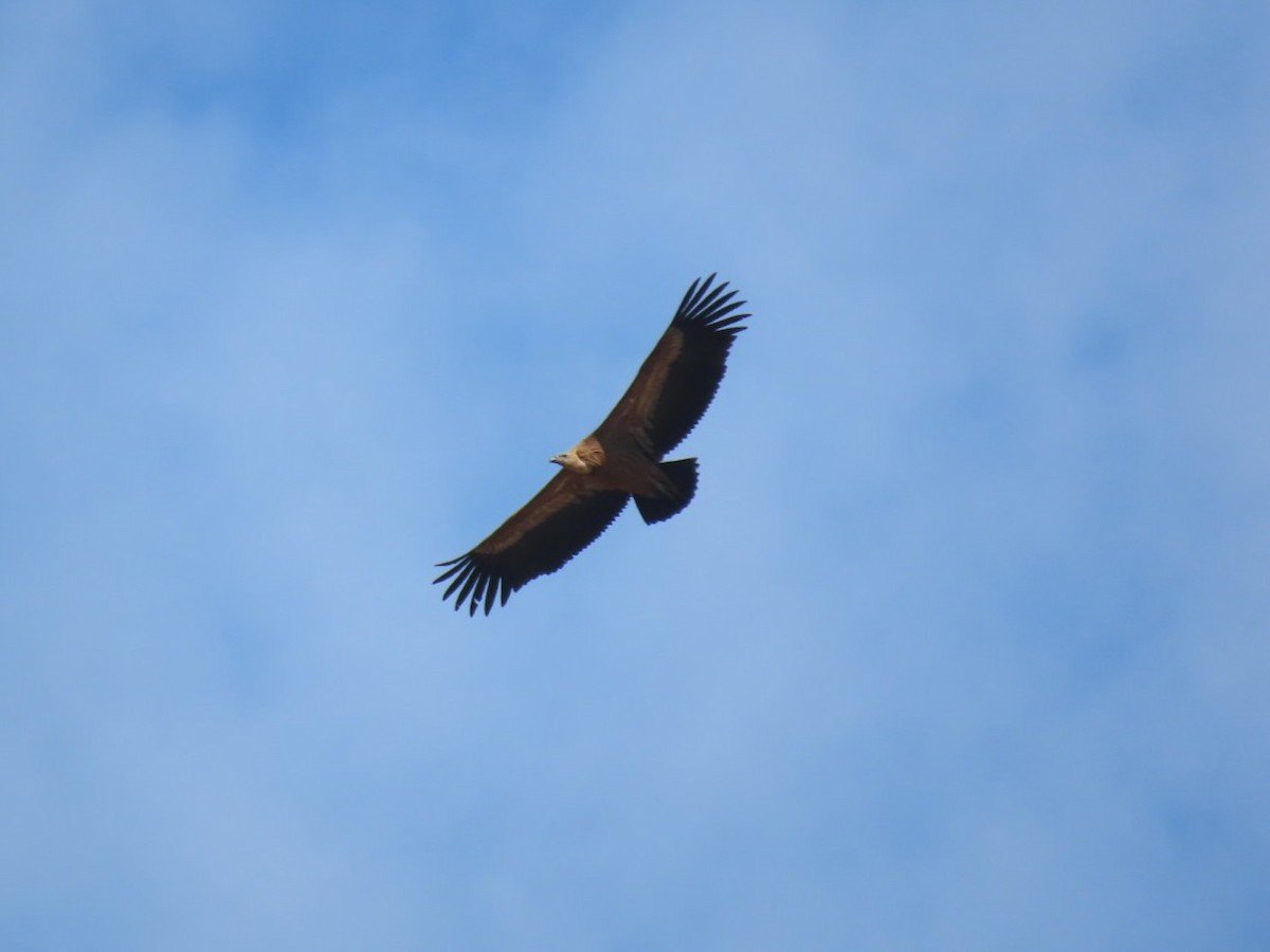 Eurasian Griffon - ML646393761