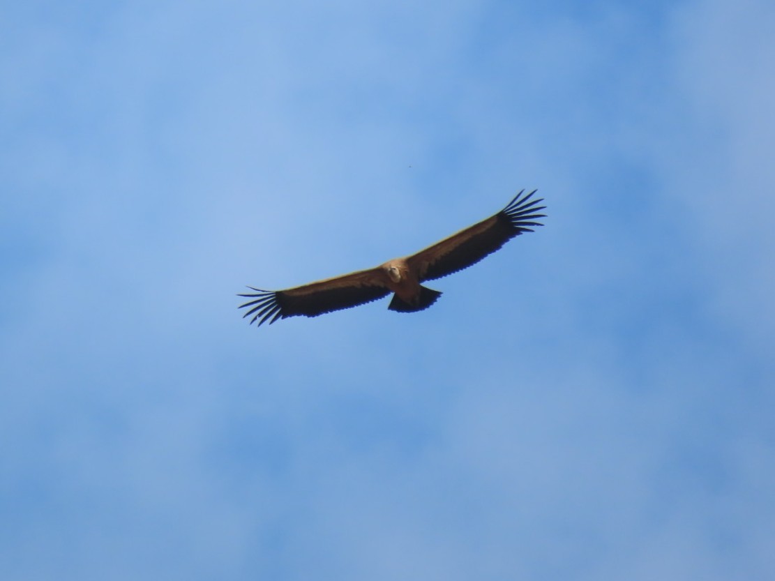 Eurasian Griffon - ML646393762