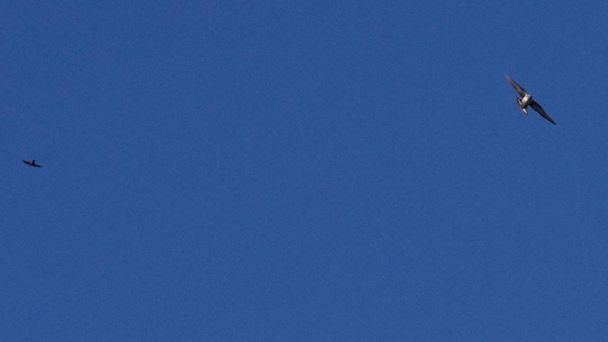 Haitz-enara eurasiarra - ML646393766