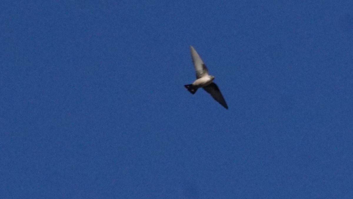 Haitz-enara eurasiarra - ML646393768