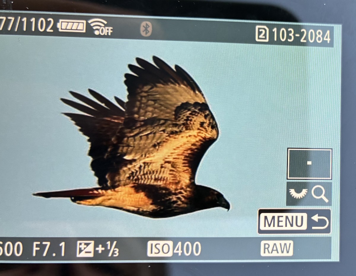 Red-tailed Hawk - ML646393769