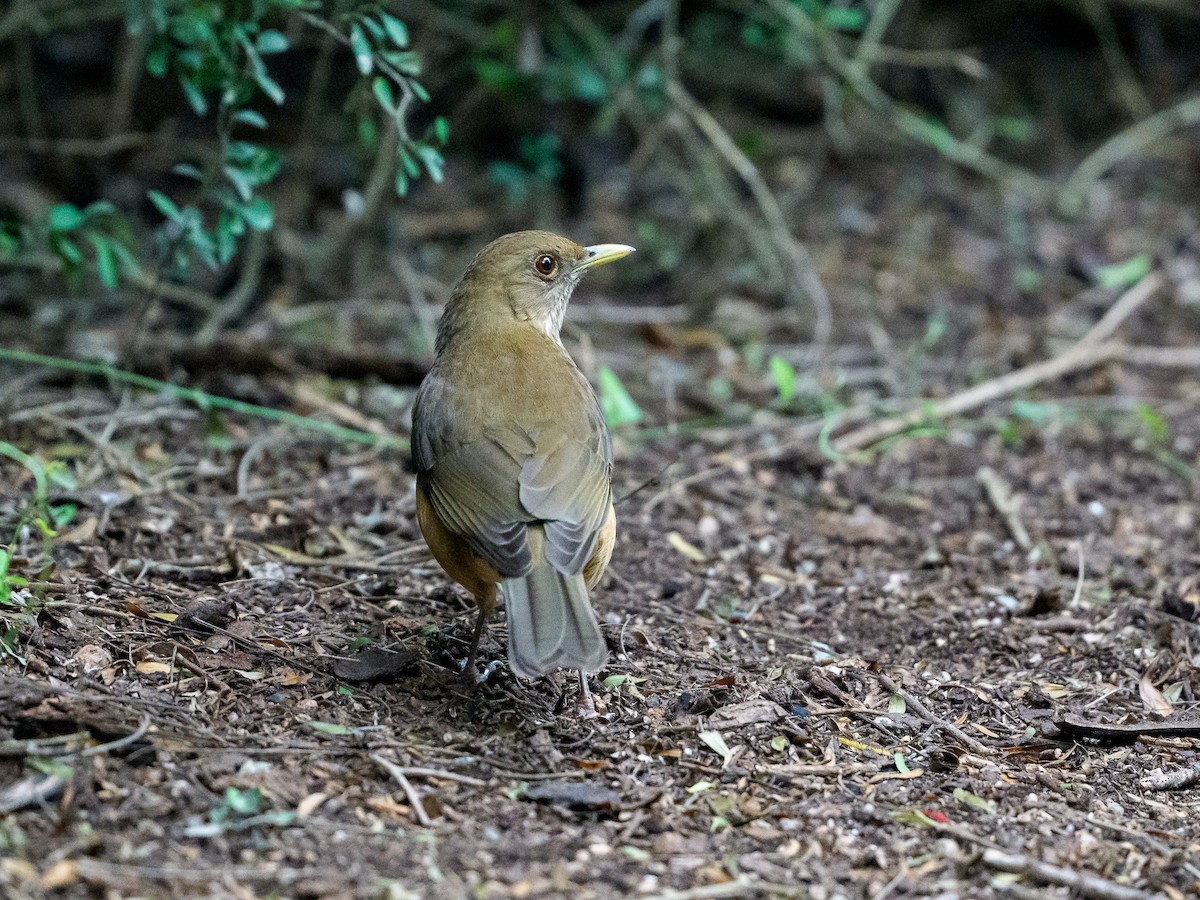 Clay-colored Thrush - ML646393770