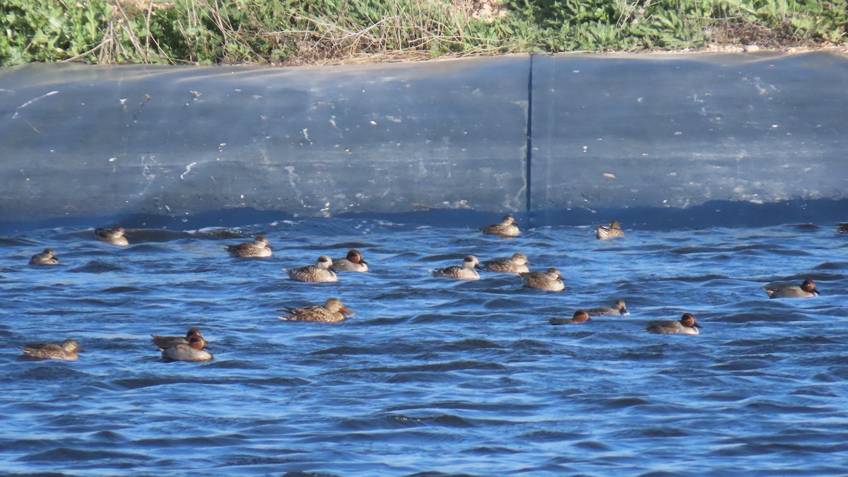 Marbled Duck - ML646393773