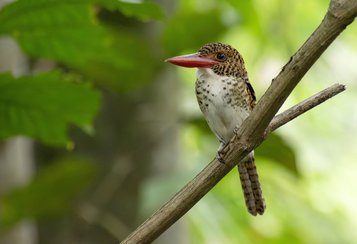 Martin-chasseur mignon - ML646393777