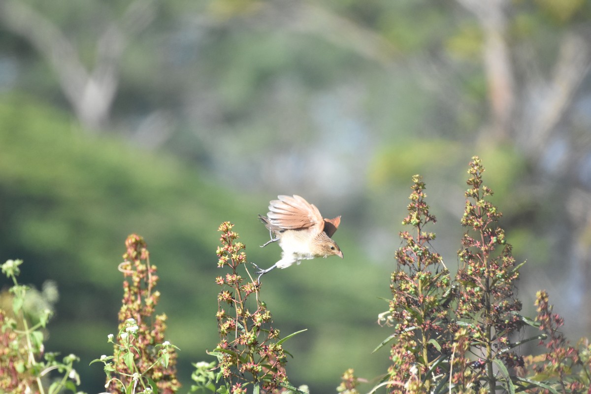 Lesser Coucal - ML646393781