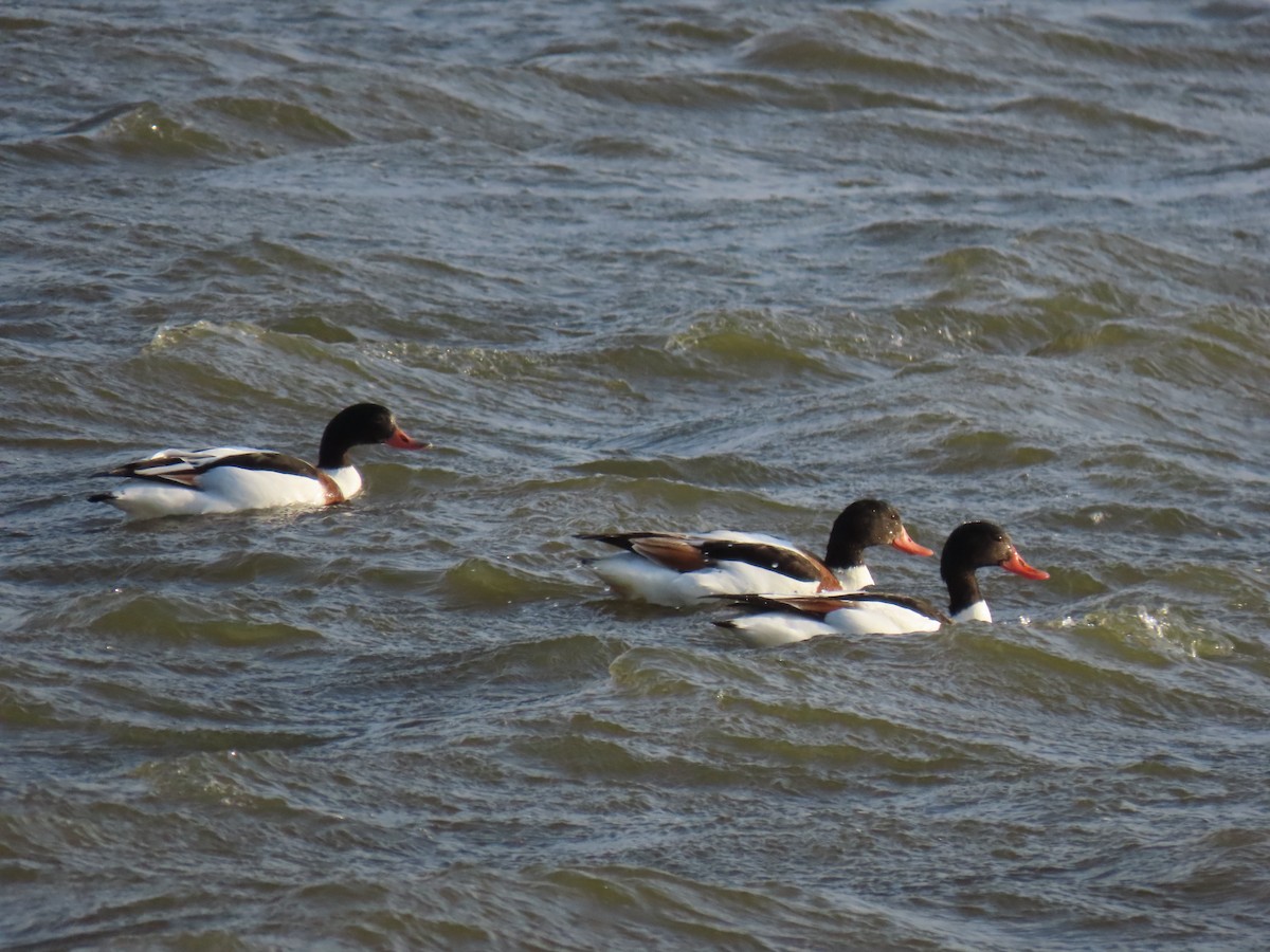 Common Shelduck - ML646393782