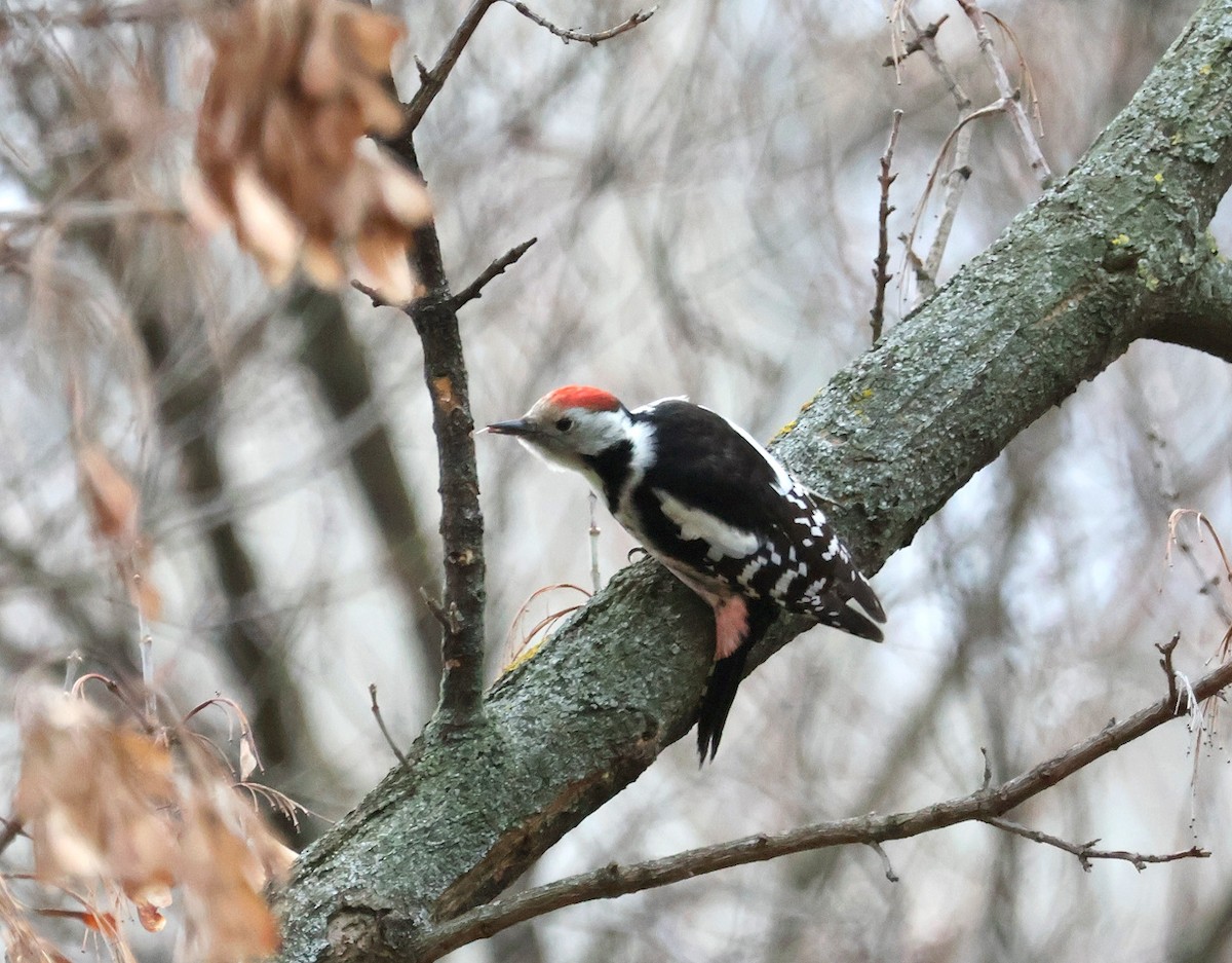 Middle Spotted Woodpecker - ML646393785