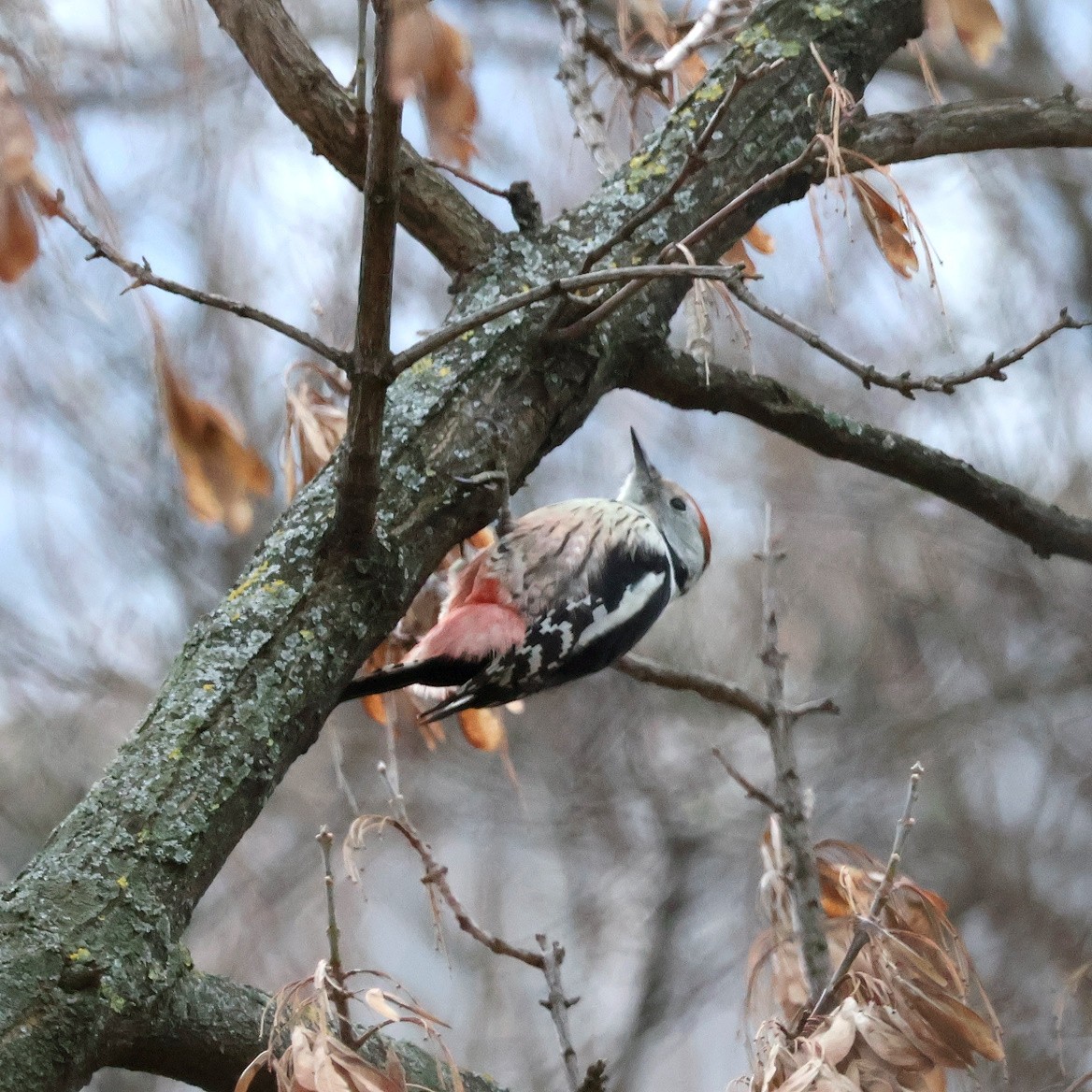 Middle Spotted Woodpecker - ML646393788