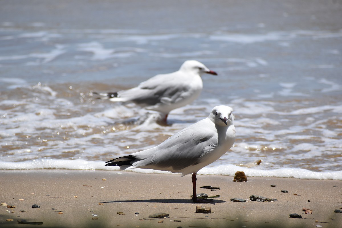 Silberkopfmöwe - ML646393792