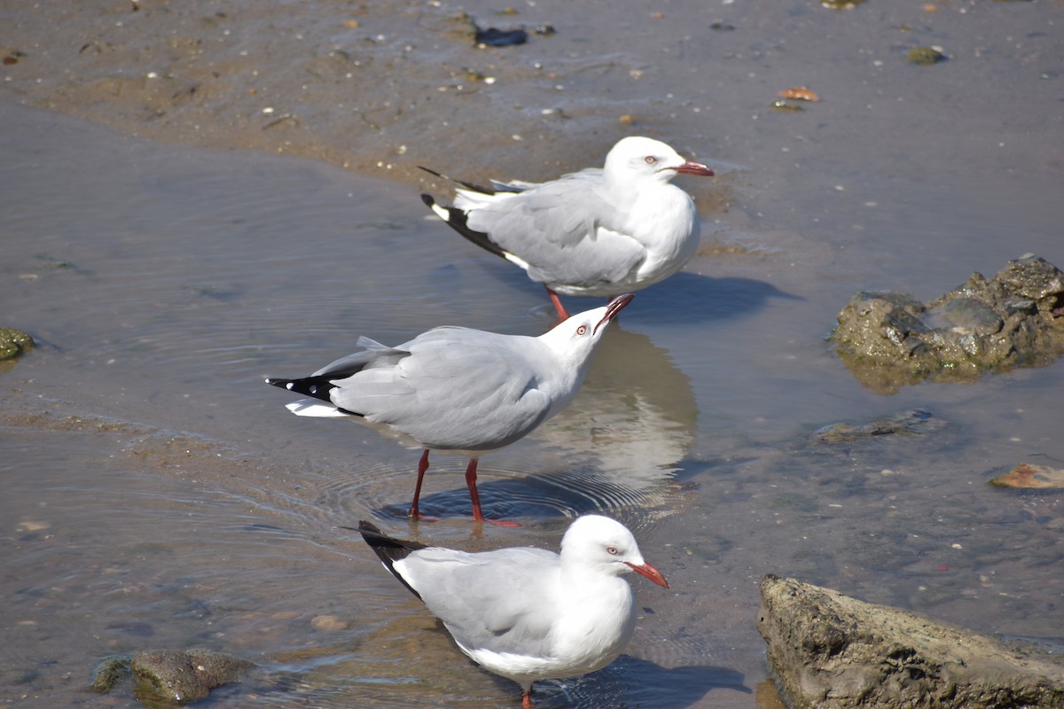 Silberkopfmöwe - ML646393793