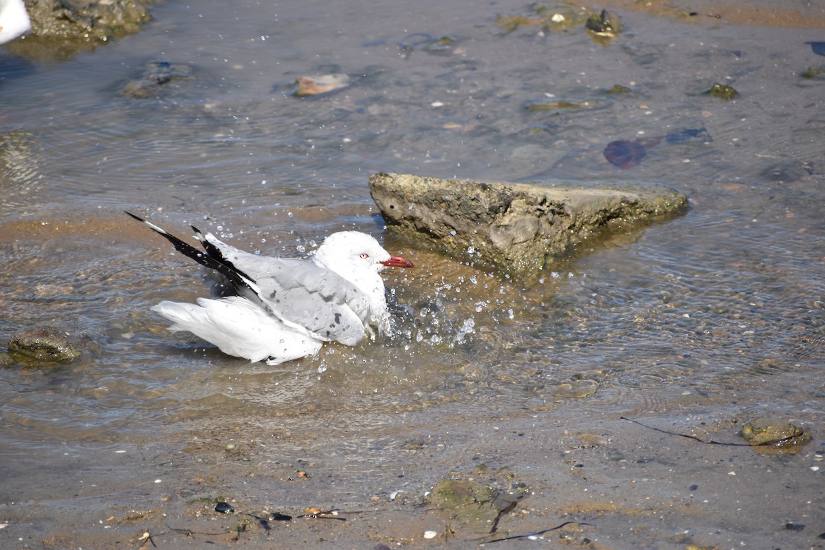 Silberkopfmöwe - ML646393794