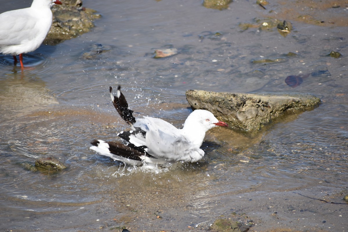 Silberkopfmöwe - ML646393805