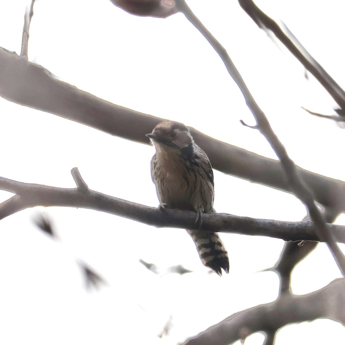 Lesser Spotted Woodpecker - ML646393806