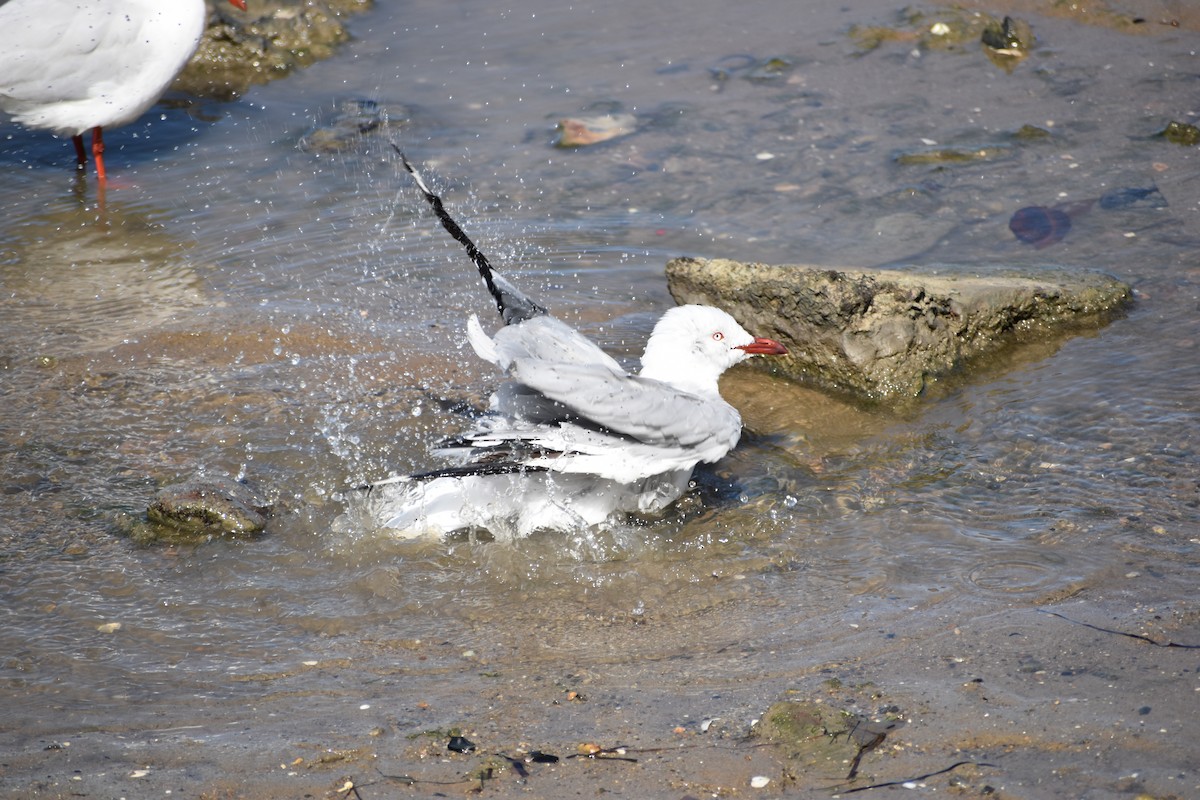 Silberkopfmöwe - ML646393808