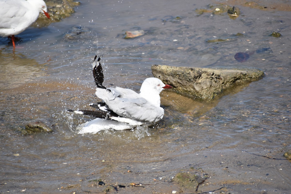 Silberkopfmöwe - ML646393809