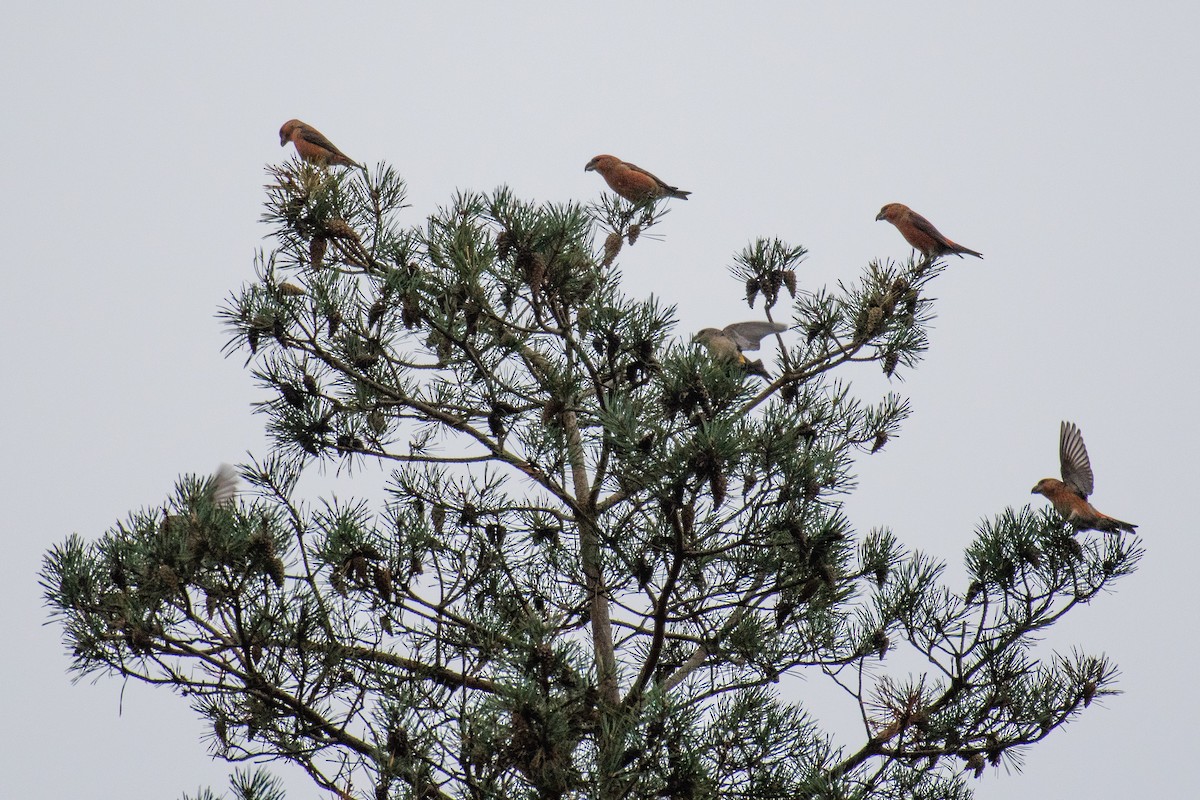 Parrot Crossbill - ML646393812