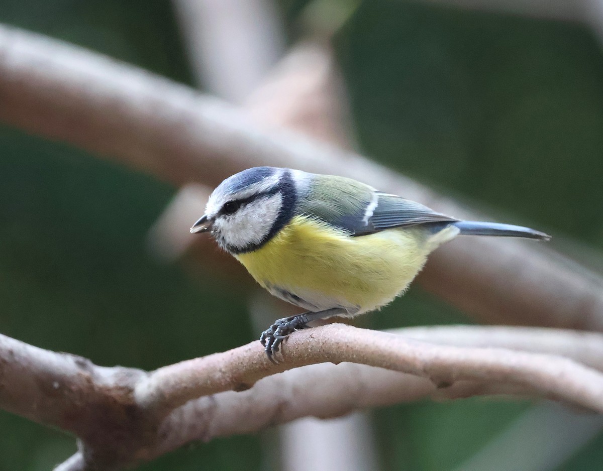 Eurasian Blue Tit - ML646393813