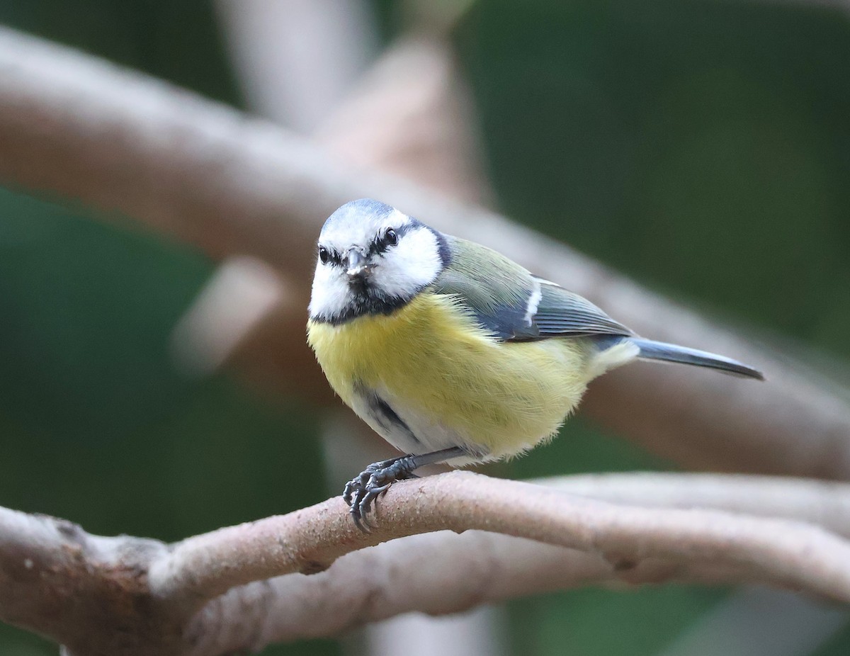 Eurasian Blue Tit - ML646393815