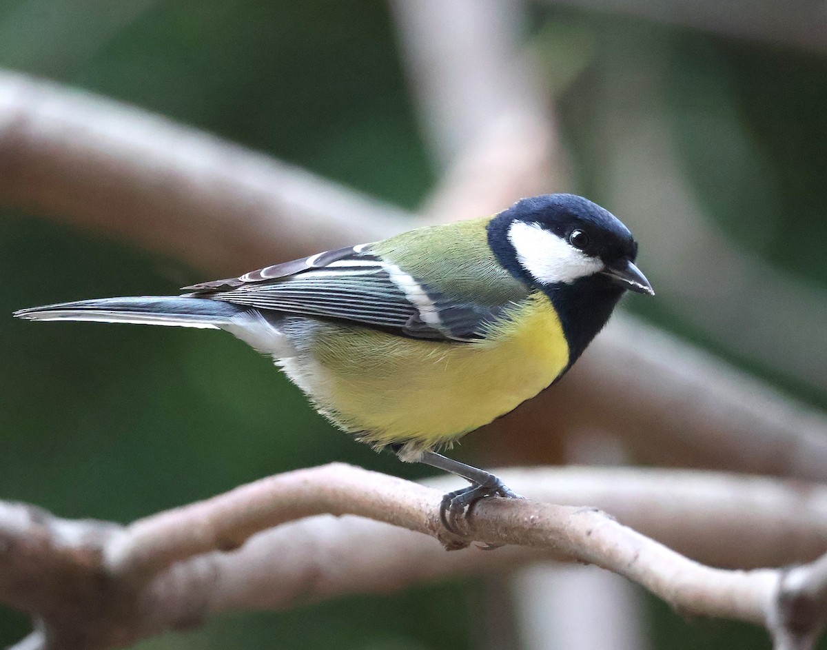 Great Tit - ML646393817
