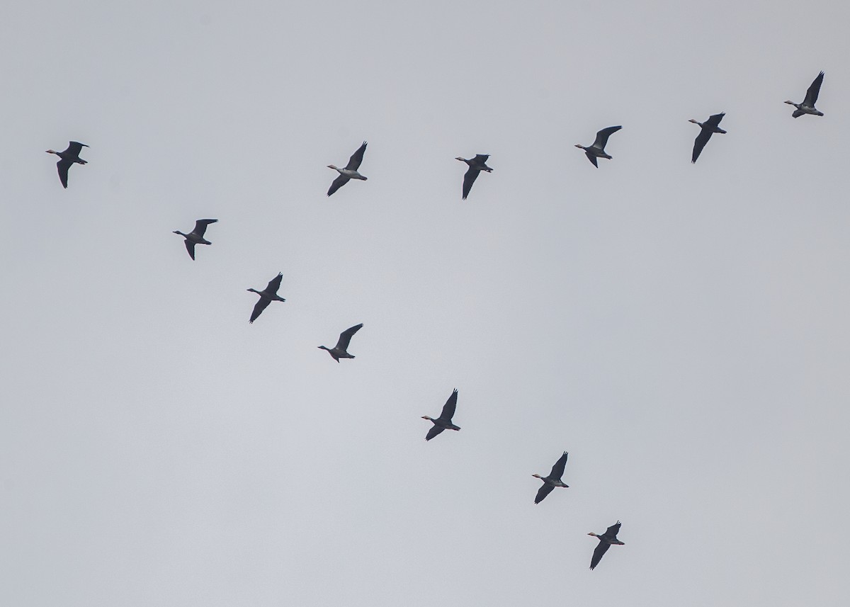 Гуска біла - ML646393818