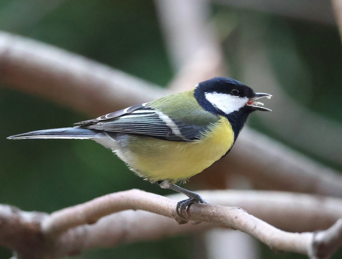 Great Tit - ML646393820