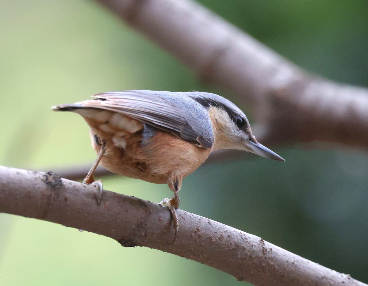 Eurasian Nuthatch - ML646393822
