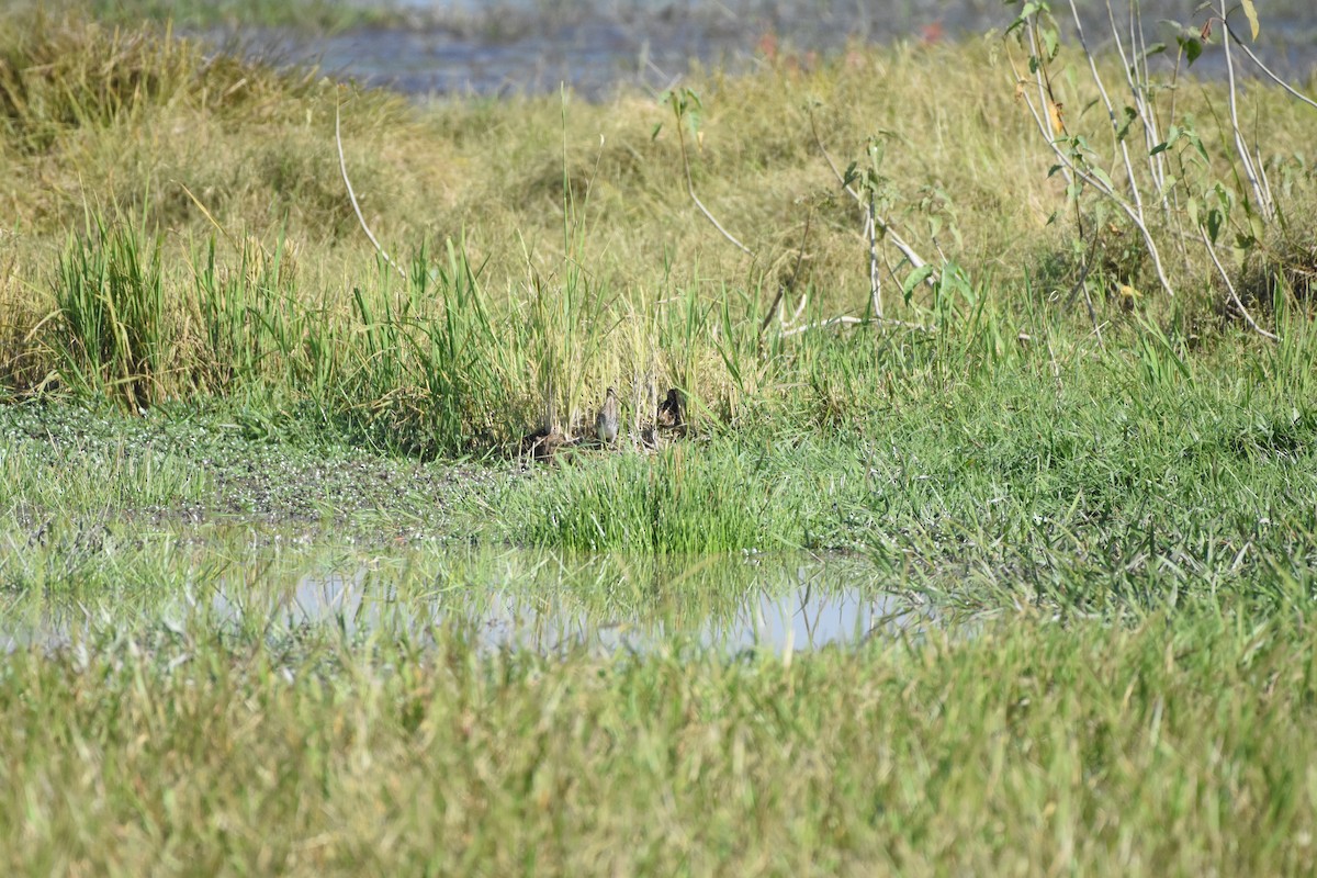 Spießbekassine - ML646393824