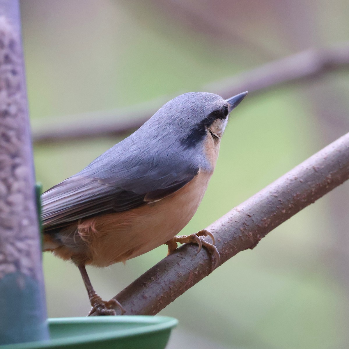 Eurasian Nuthatch - ML646393825