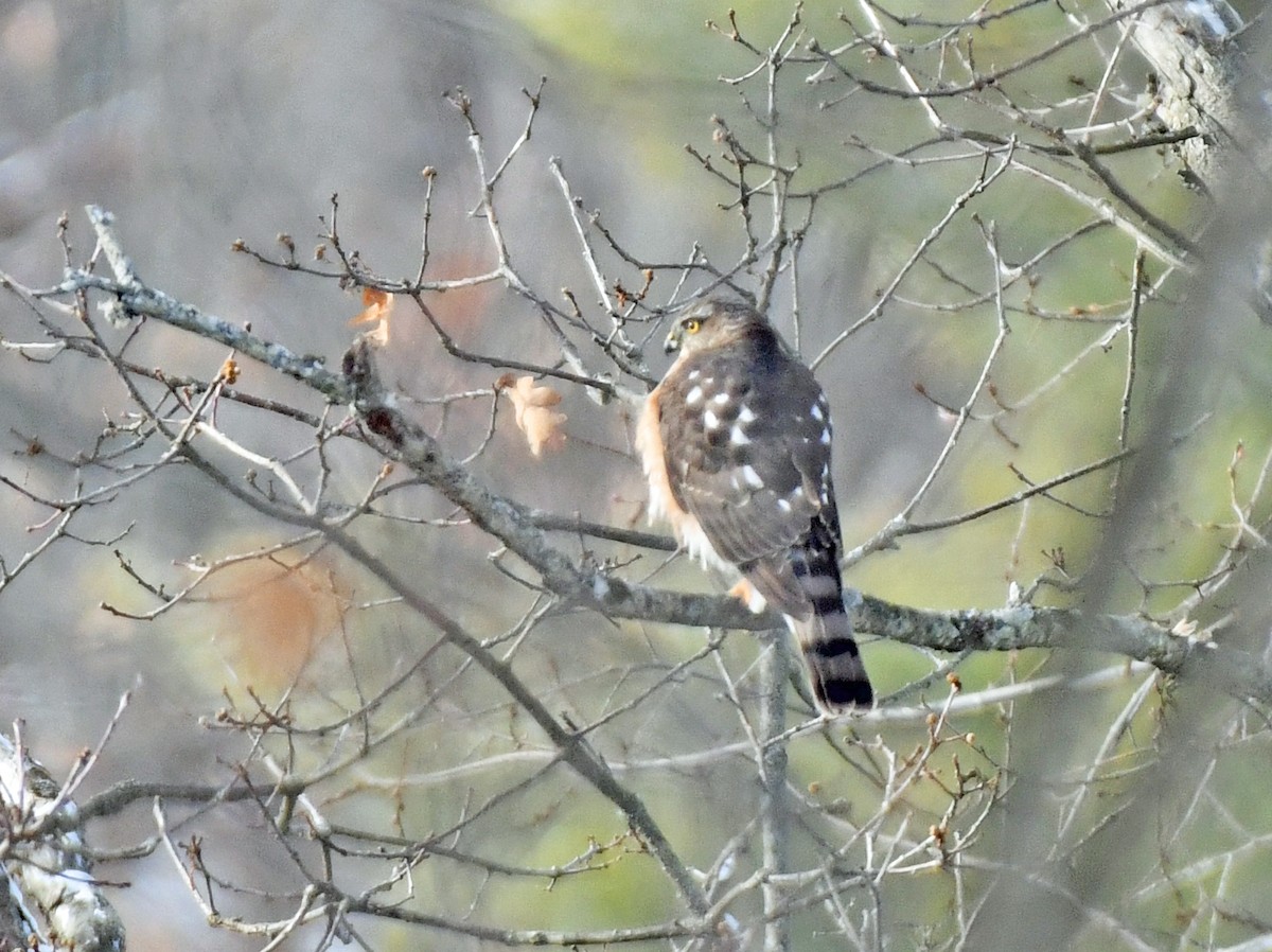 Eckschwanzsperber - ML646393826