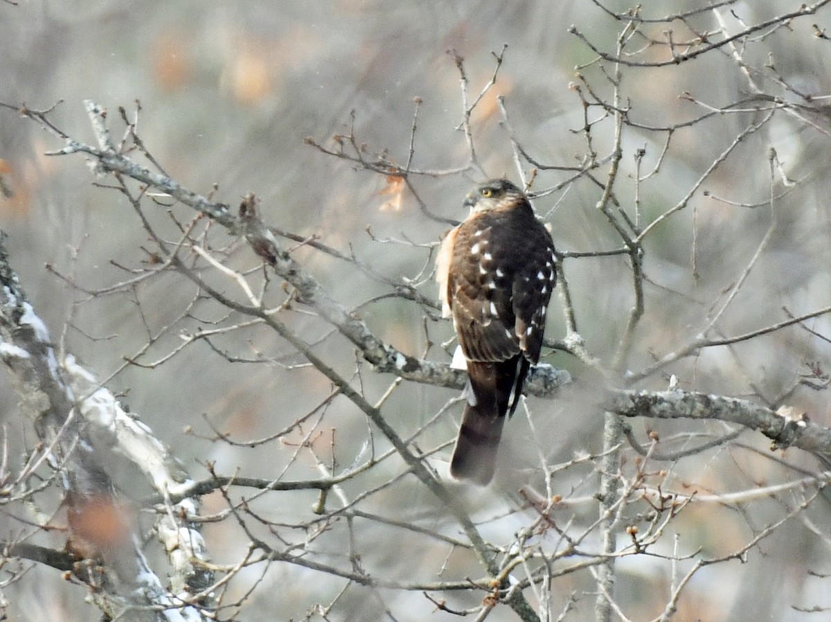Sharp-shinned Hawk - ML646393827