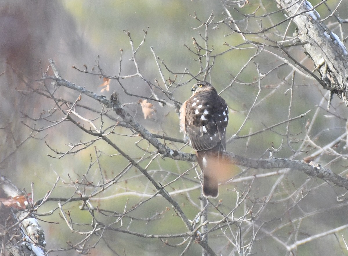 Sharp-shinned Hawk - ML646393828