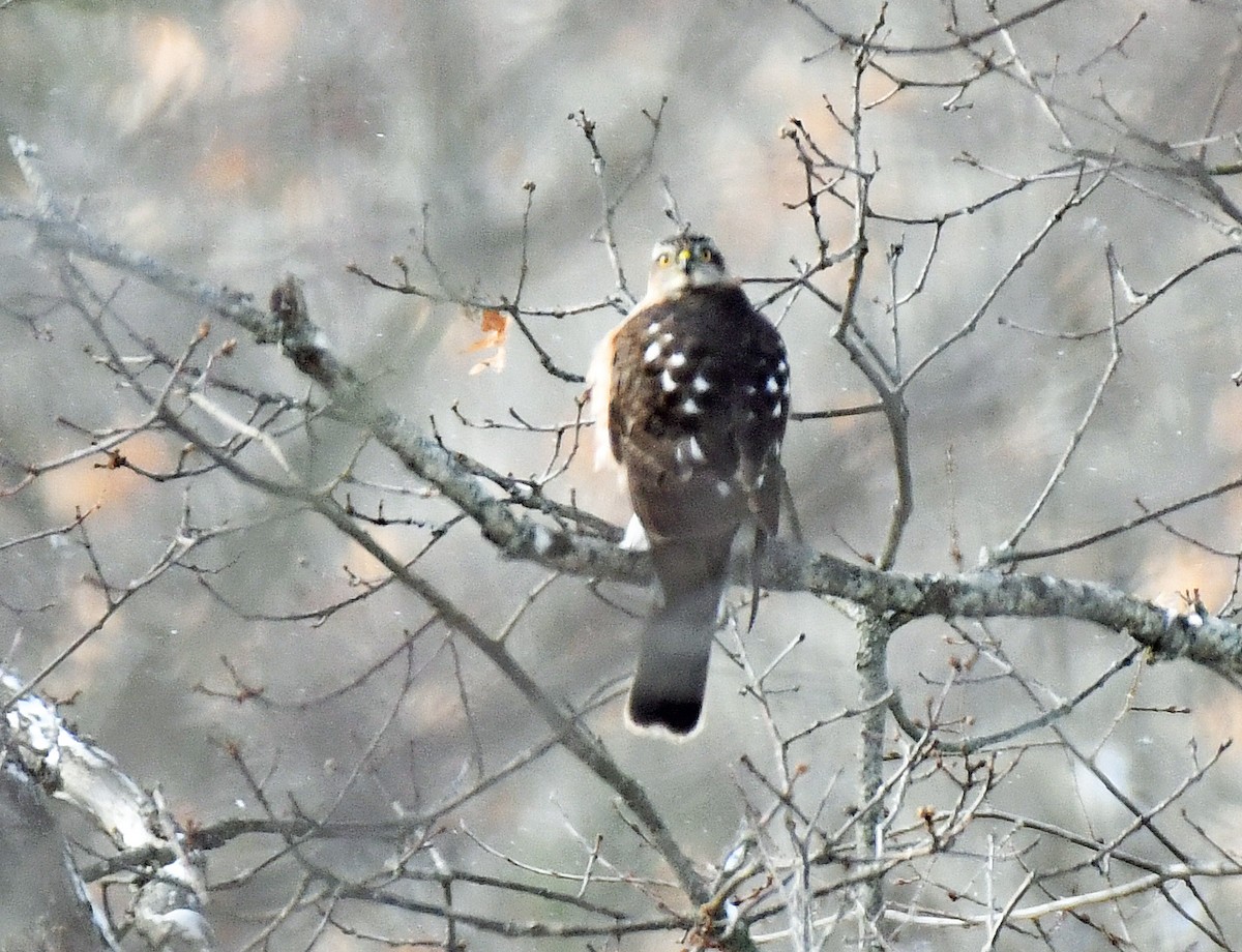Sharp-shinned Hawk - ML646393829