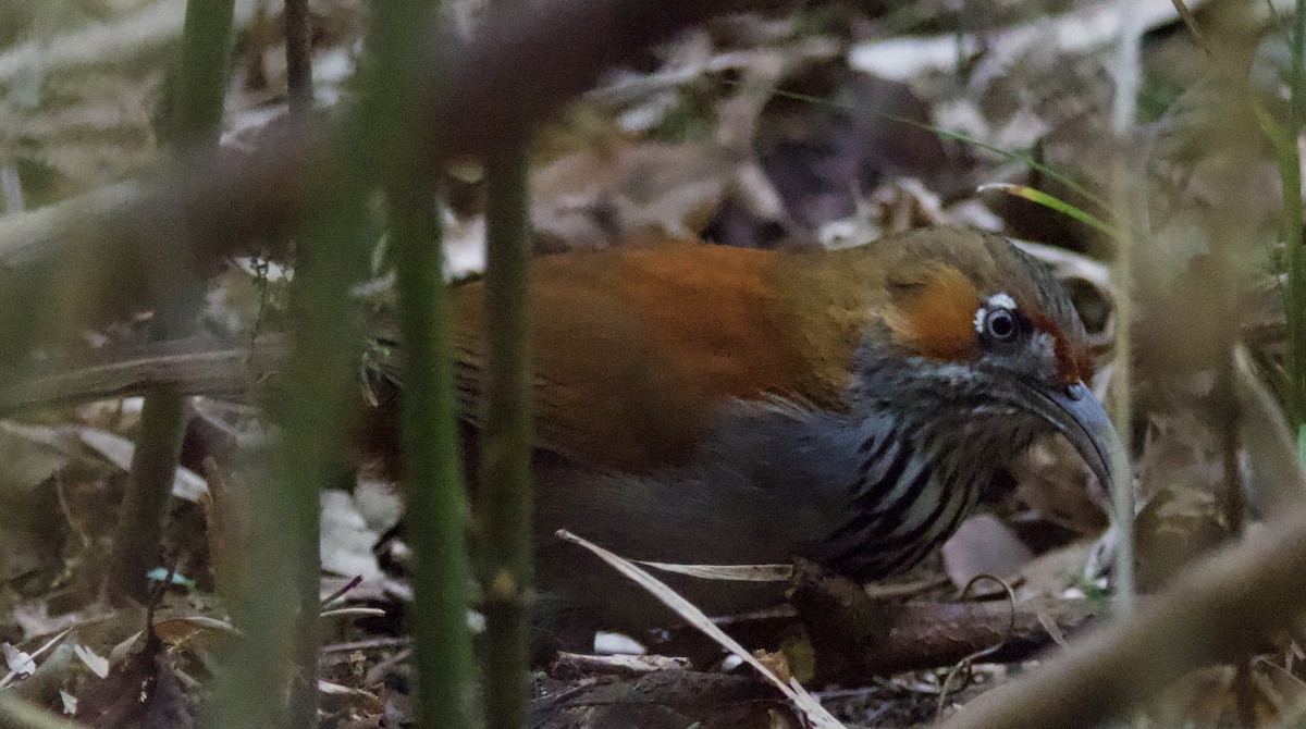 Gray-sided Scimitar-Babbler - ML646393830