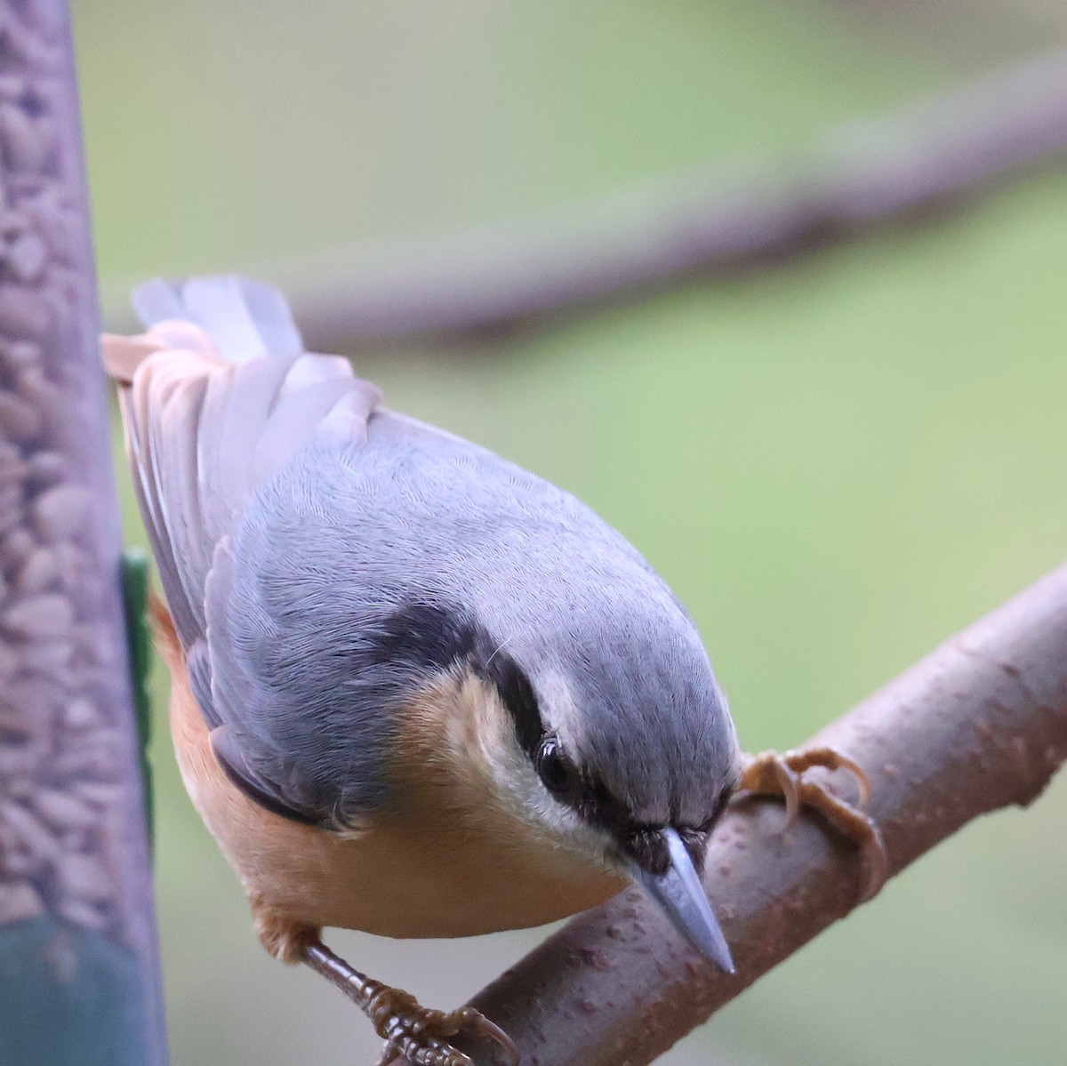 Eurasian Nuthatch - ML646393831