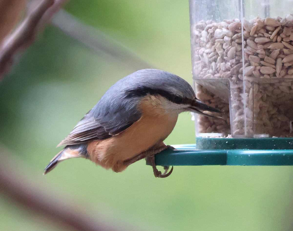 Eurasian Nuthatch - ML646393835
