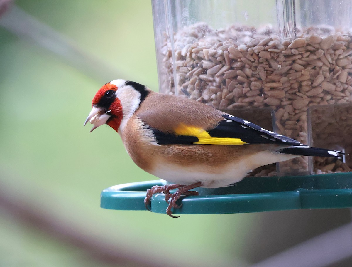 Stieglitz - ML646393837